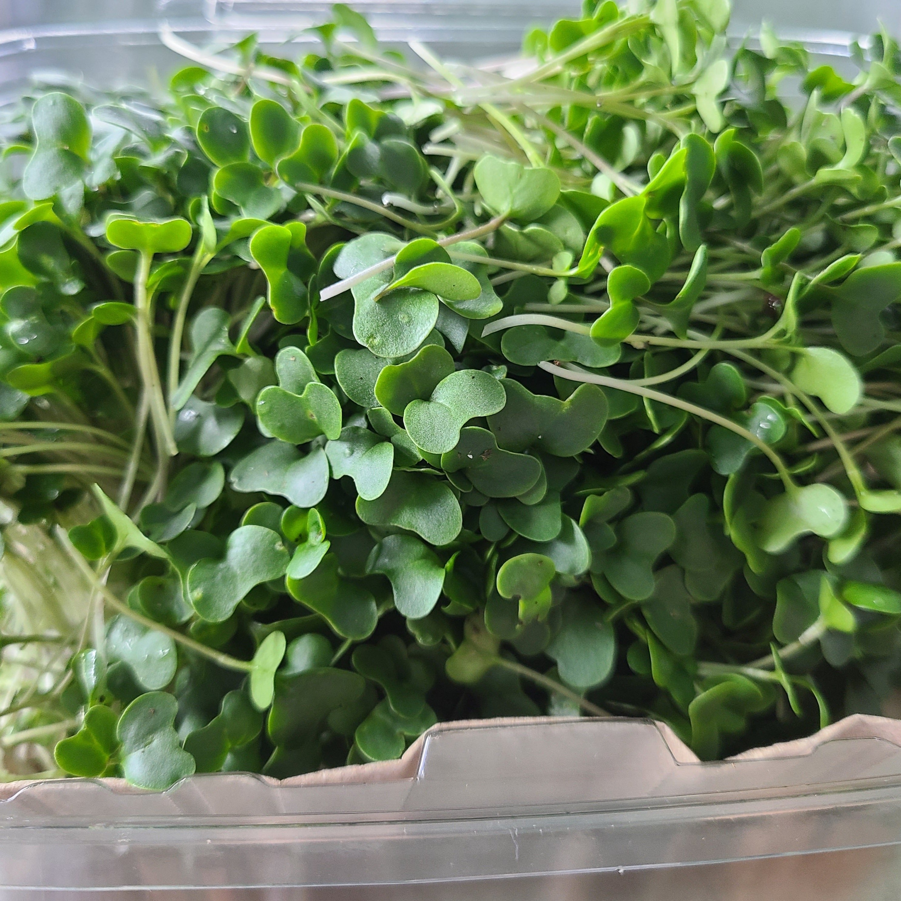 Contariner of Broccoli microgreens