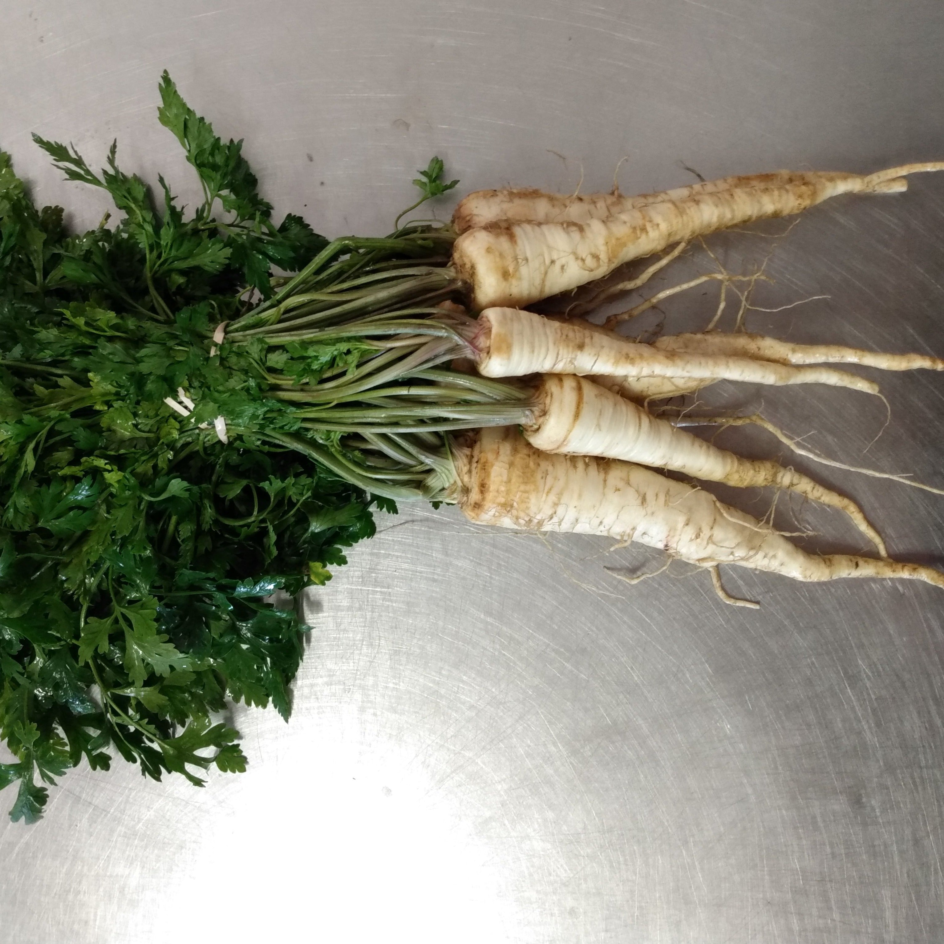 Bunch of parsley roots