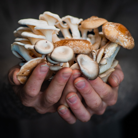 Handful of a variety of mushrooms