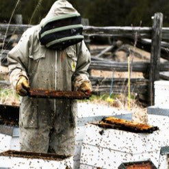 beekeeper among hives