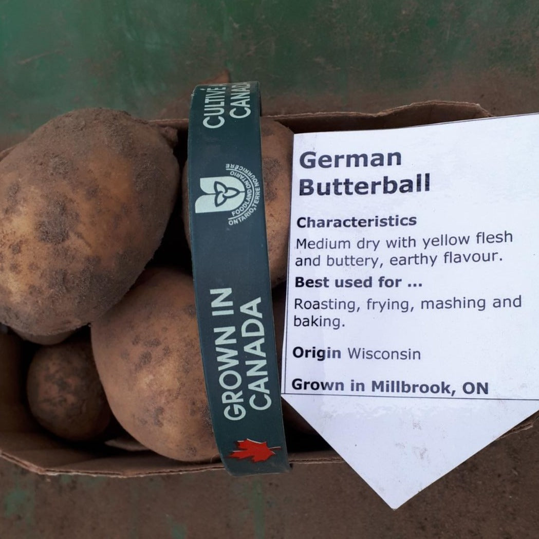 Basket of german butterball potatoes.