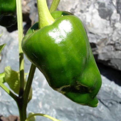 Peppers, Poblano Organic (approx 454g)