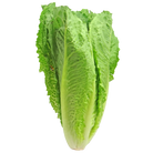 Romaine Lettuce