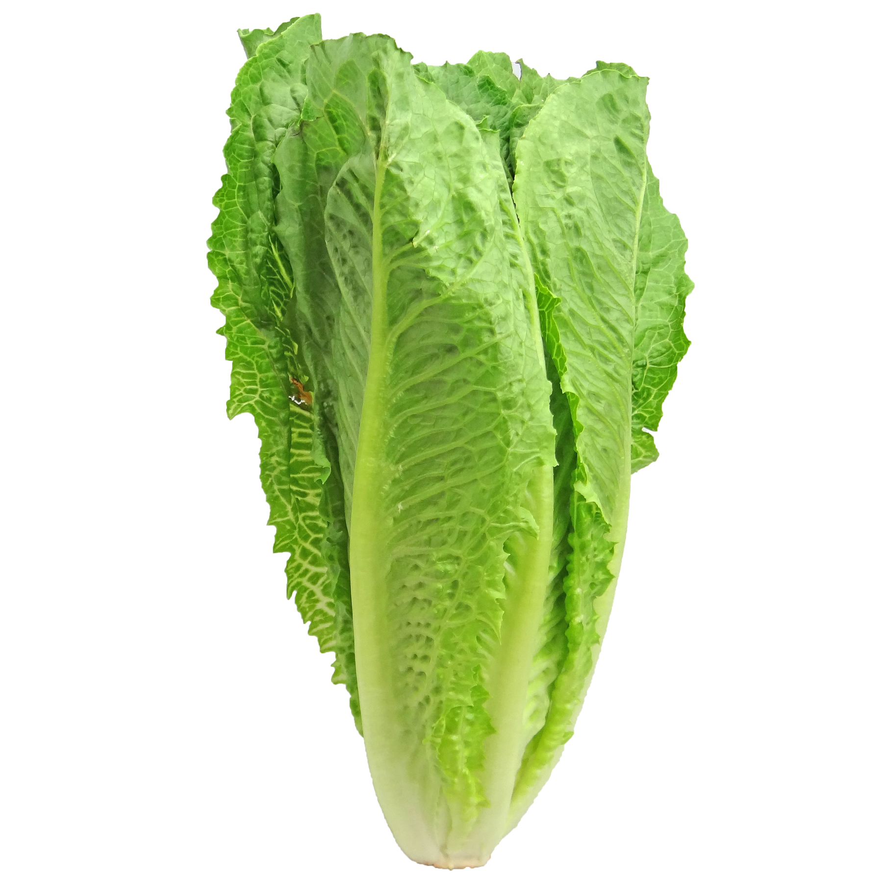 Romaine Lettuce