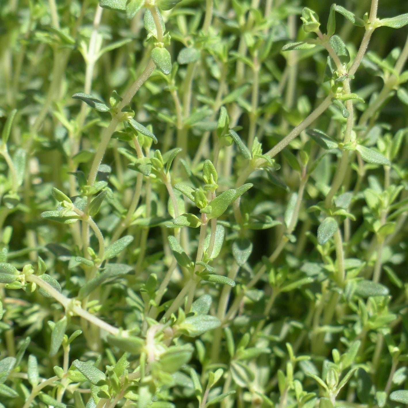 Thyme