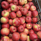 Idared Apples