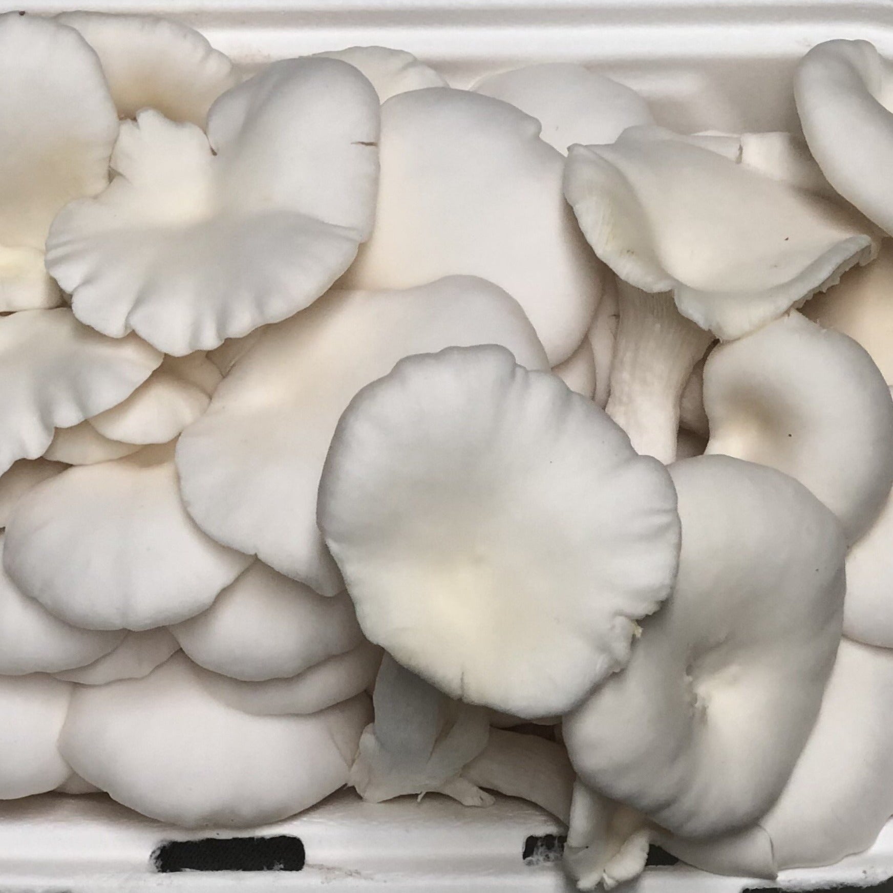 pearl oyster mushrooms
