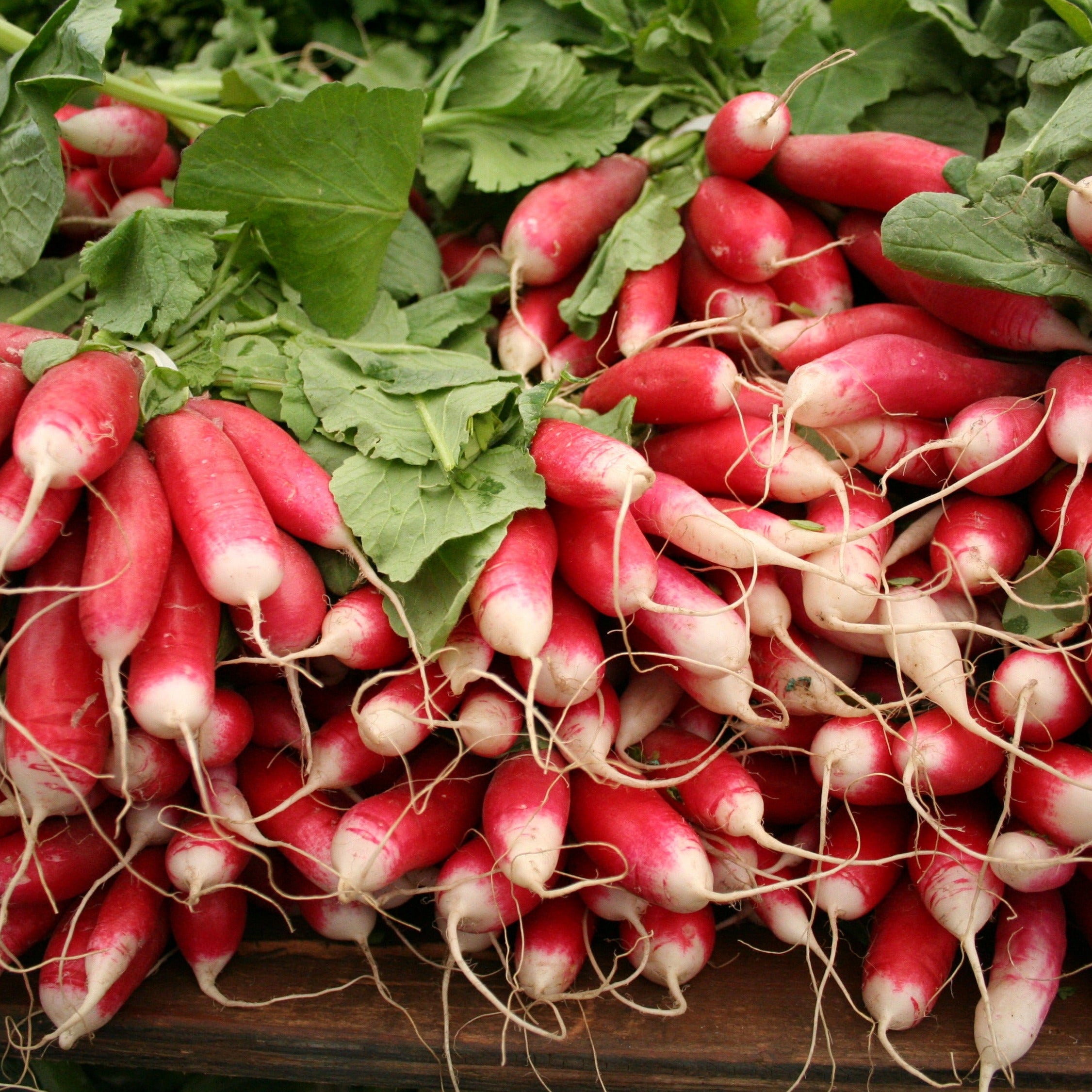 french breakfast radishes