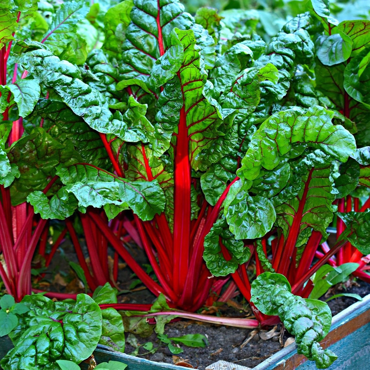 Swiss Chard